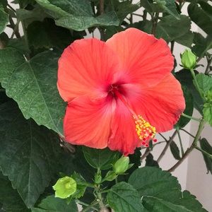 Meet your Posher, Sue